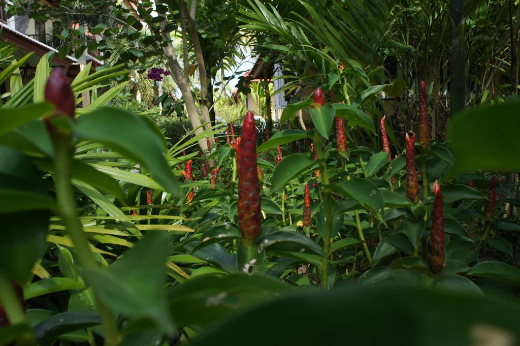 Palm Village Rawai Kültér fotó
